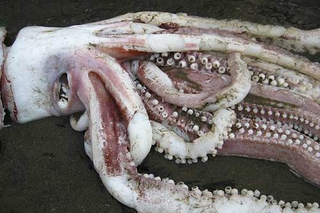 Illustration for article titled 13-foot-long giant squid washes up on New Zealand beach